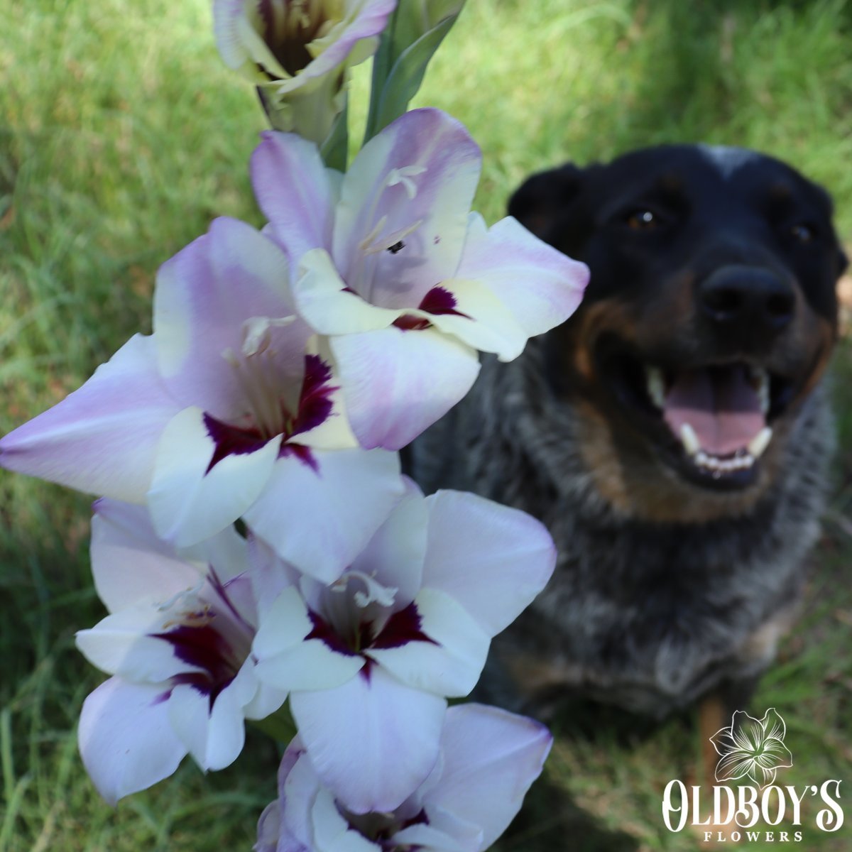 Gladioli Collection - Oldboy&