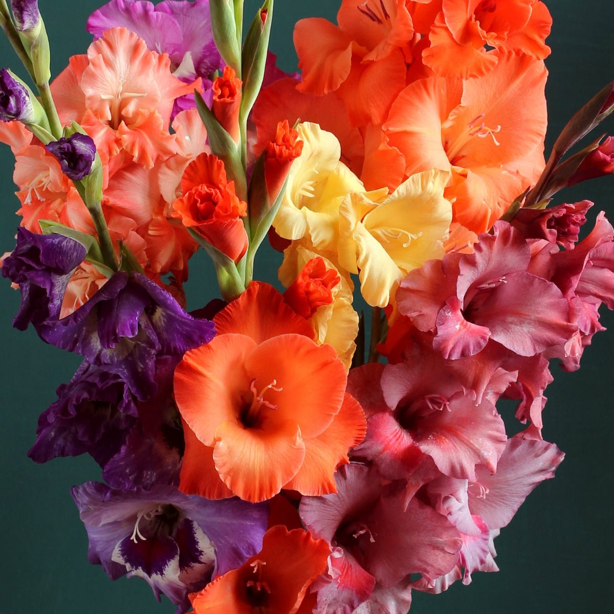 Gladioli – Gladiolus Bulb Collection – Stunning Summer Colour Mix - Oldboy's Flowers
