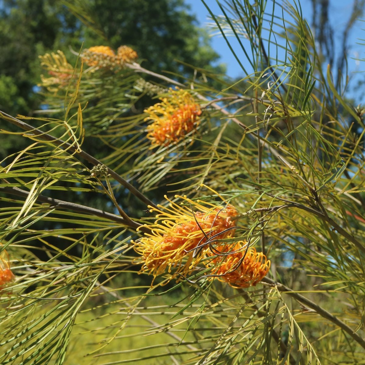 Grevillea Collection - Oldboy&