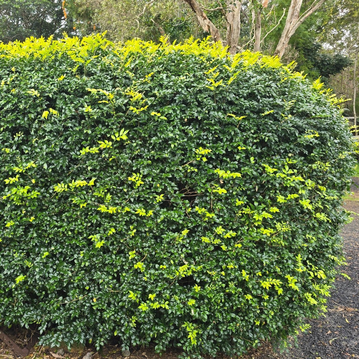 Hedging & Screening - Oldboy's Flowers