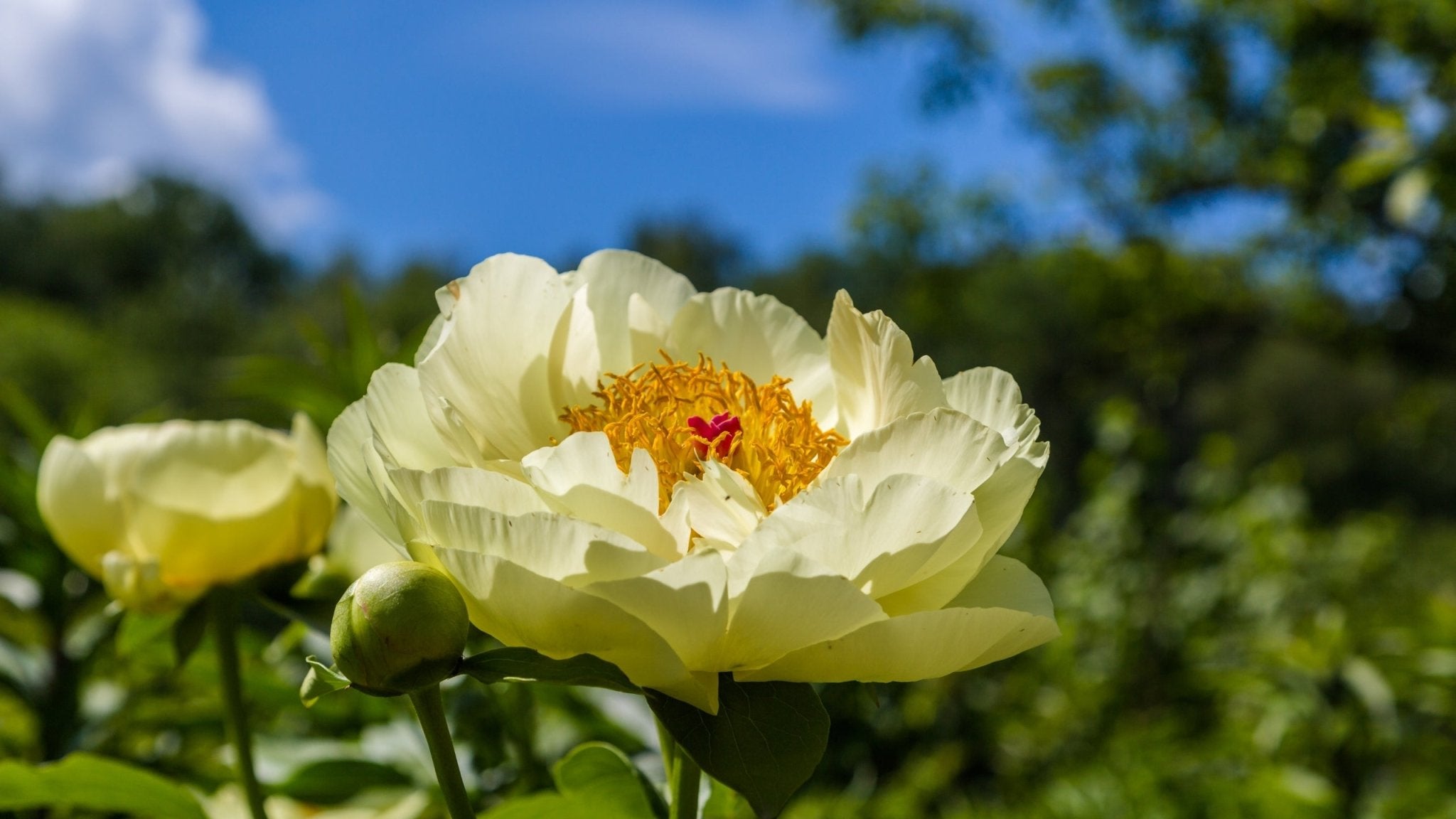 Herbaceous Peony Collection - Oldboy's Flowers
