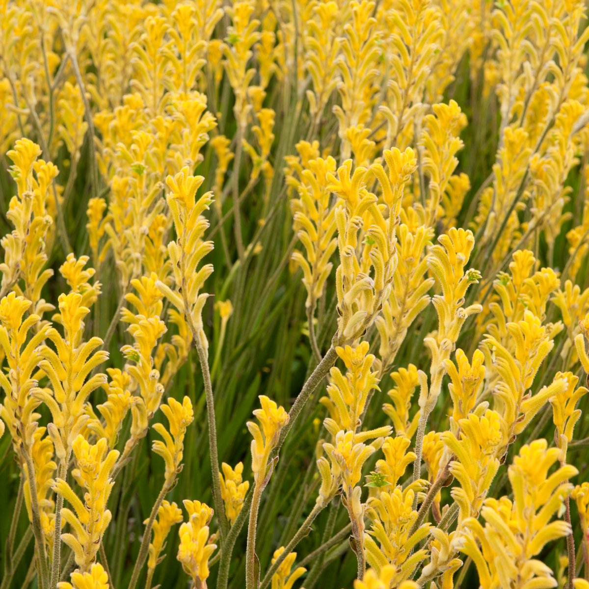 Kangaroo Paw - Oldboy's Flowers