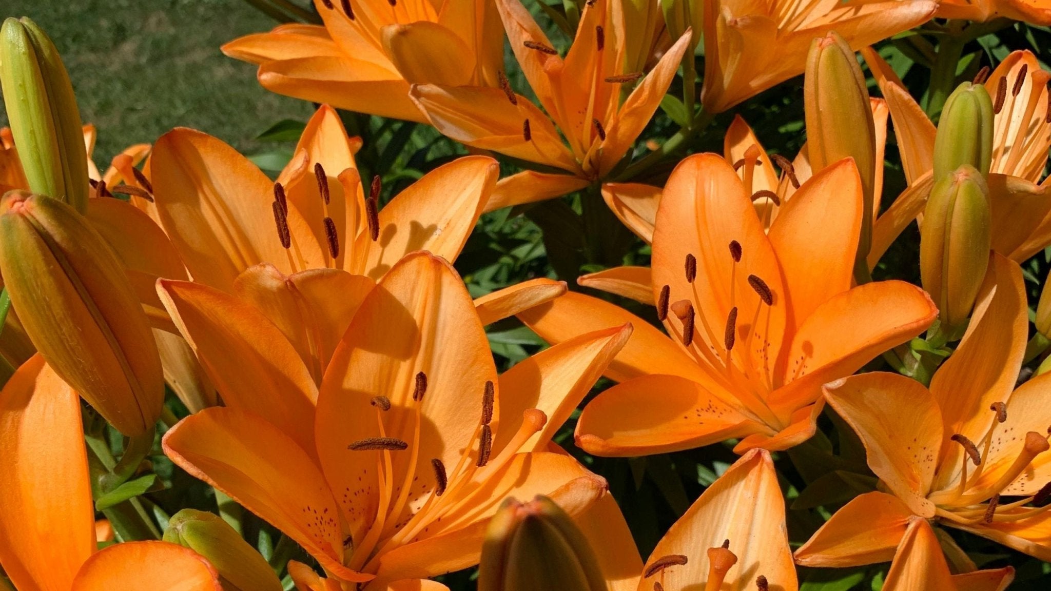 LA Hybrid Lilium Bulbs – Bold, Early Summer Colour with Florist-Quality Performance - Oldboy's Flowers