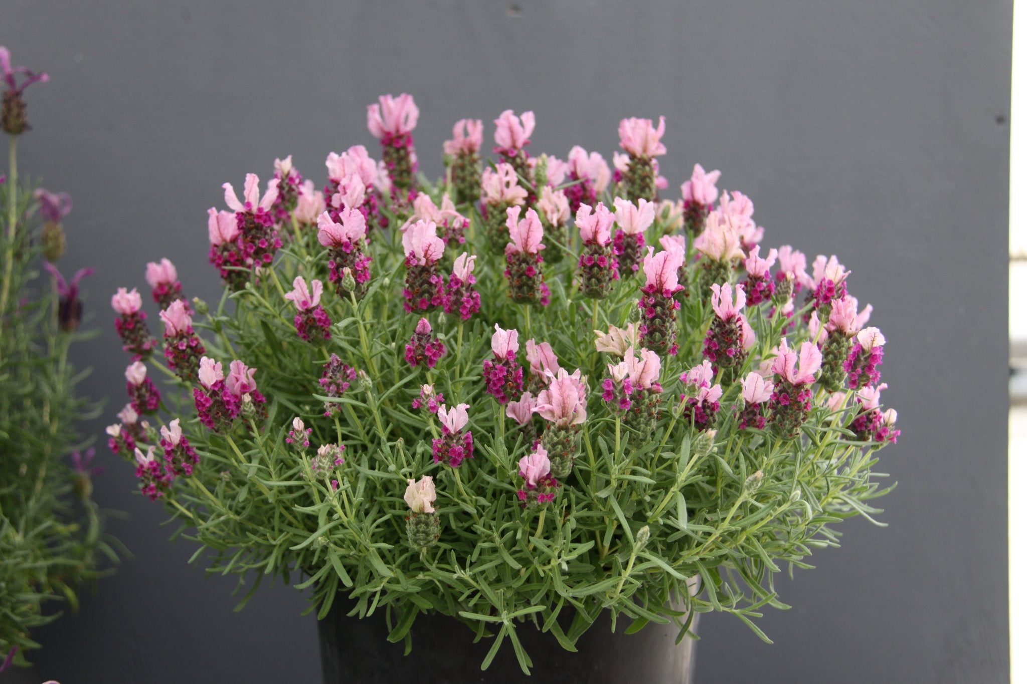 Lavender  | Lavandula - Oldboy's Flowers