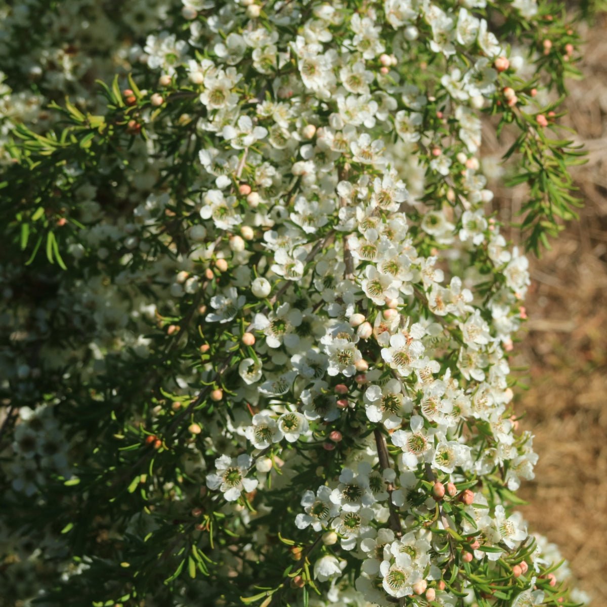 Leptospermum Collection - Oldboy&