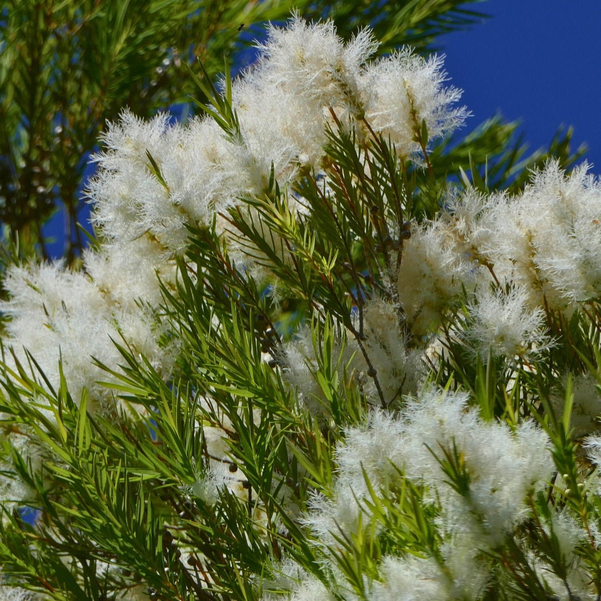 Melaleuca – Hardy Australian Natives with Year-Round Appeal - Oldboy&