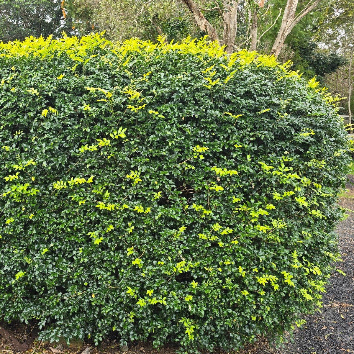 Hedging & Screening