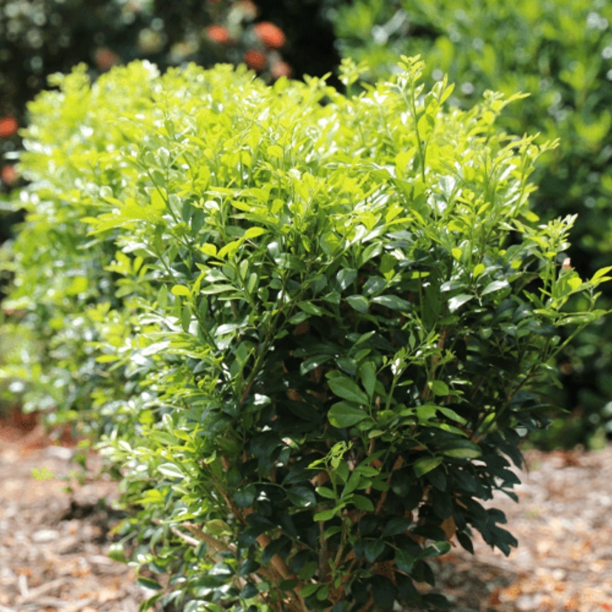 Murraya Plants for Hedging & Screening - Oldboy's Flowers