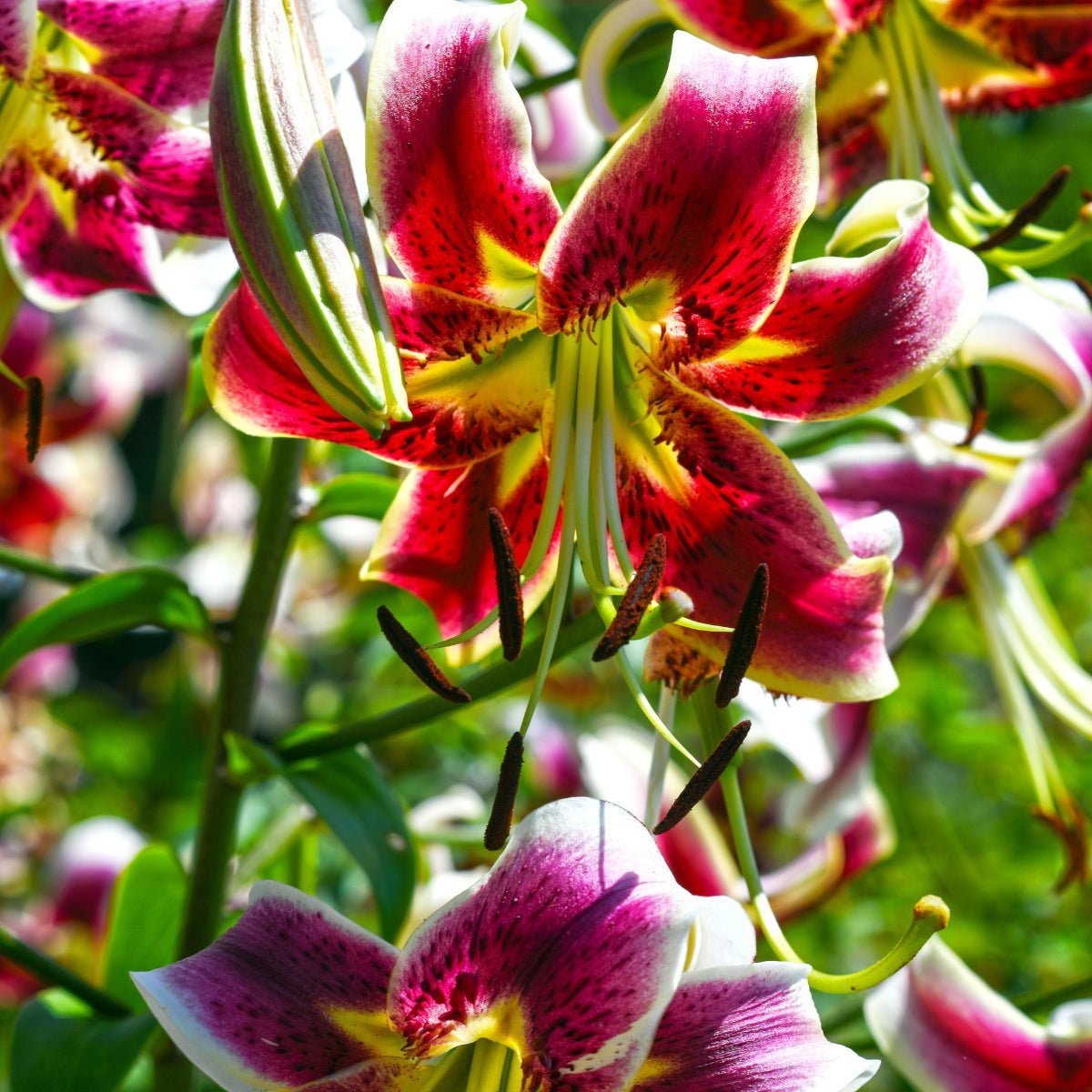 Oriental, Trumpet & Species Lily Bulbs Collection – Lilium Hybrids - Oldboy's Flowers