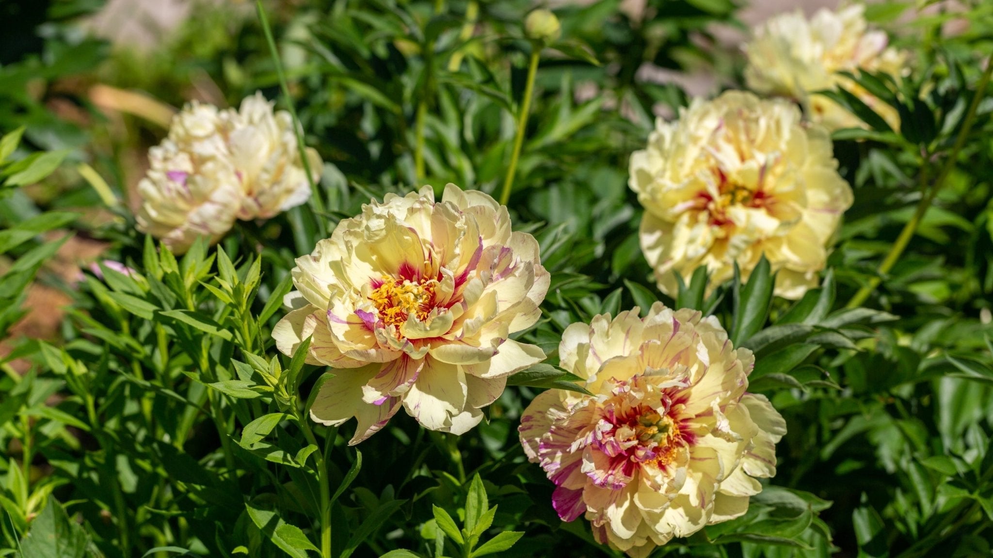 Peony ITOH Collection – Hybrid Beauty Tubers - Oldboy's Flowers