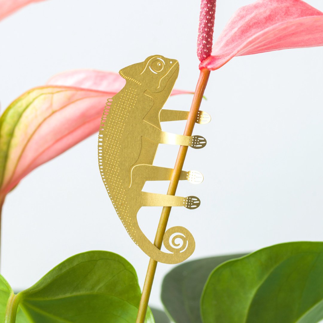 Plant Animals | House Plant Gift - Oldboy's Flowers