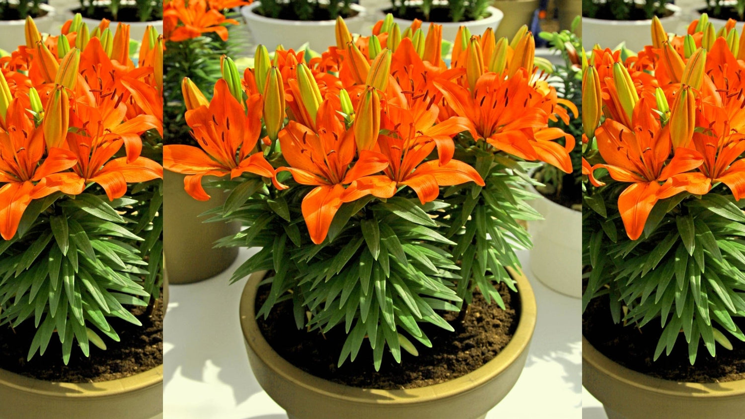 Potting Asiatic Lilium Bulb Collection – Compact, Colourful Lilies - Oldboy&
