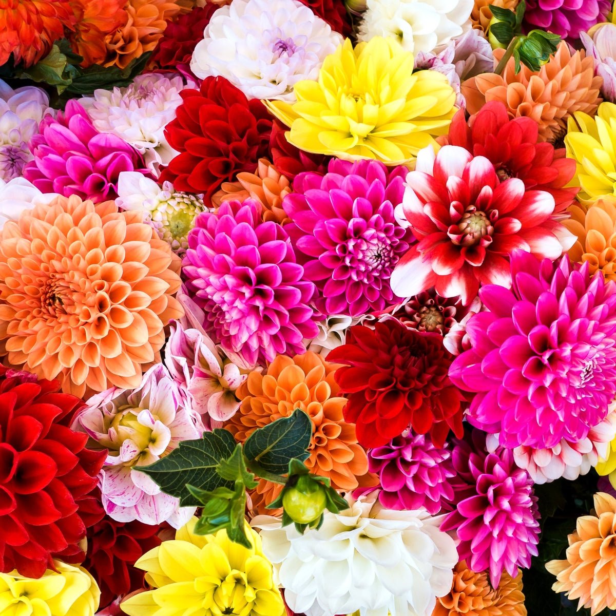 Premium Flower Tubers Collection – Mixed Seasonal Blooms - Oldboy's Flowers