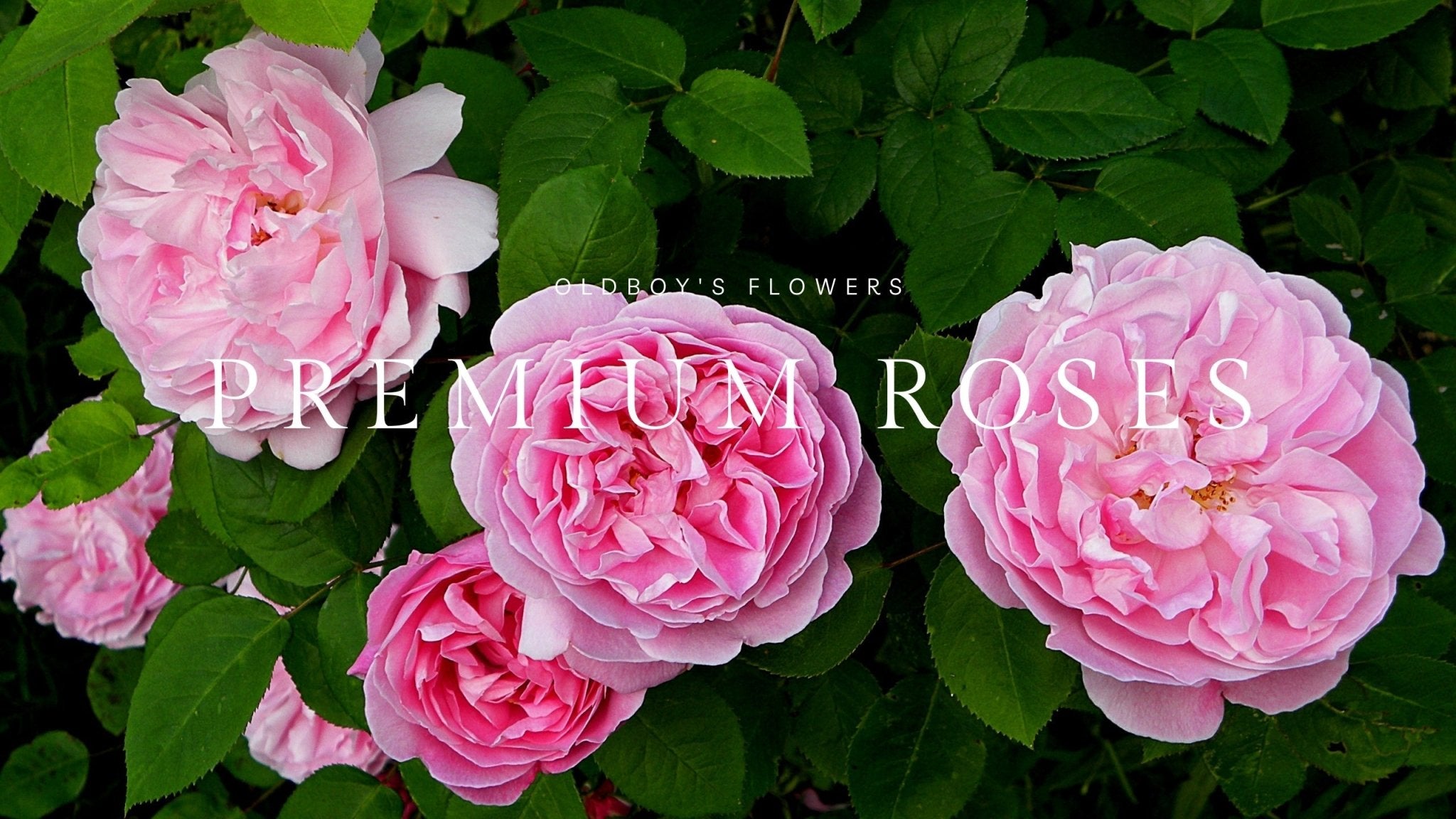 Premium Rose Collection – Elite Fragrance & Exclusive Blooms - Oldboy's Flowers
