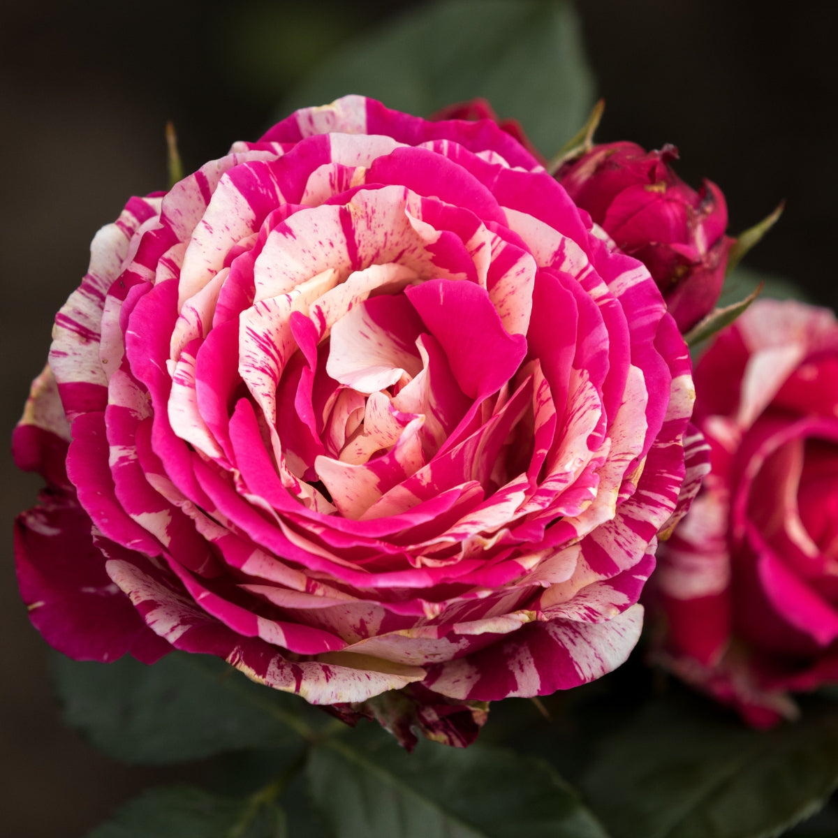 Rose - Preorder - Oldboy's Flowers