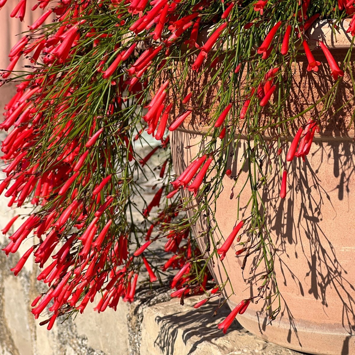 Russelia Plants | Firecracker Plant Collection - Oldboy's Flowers