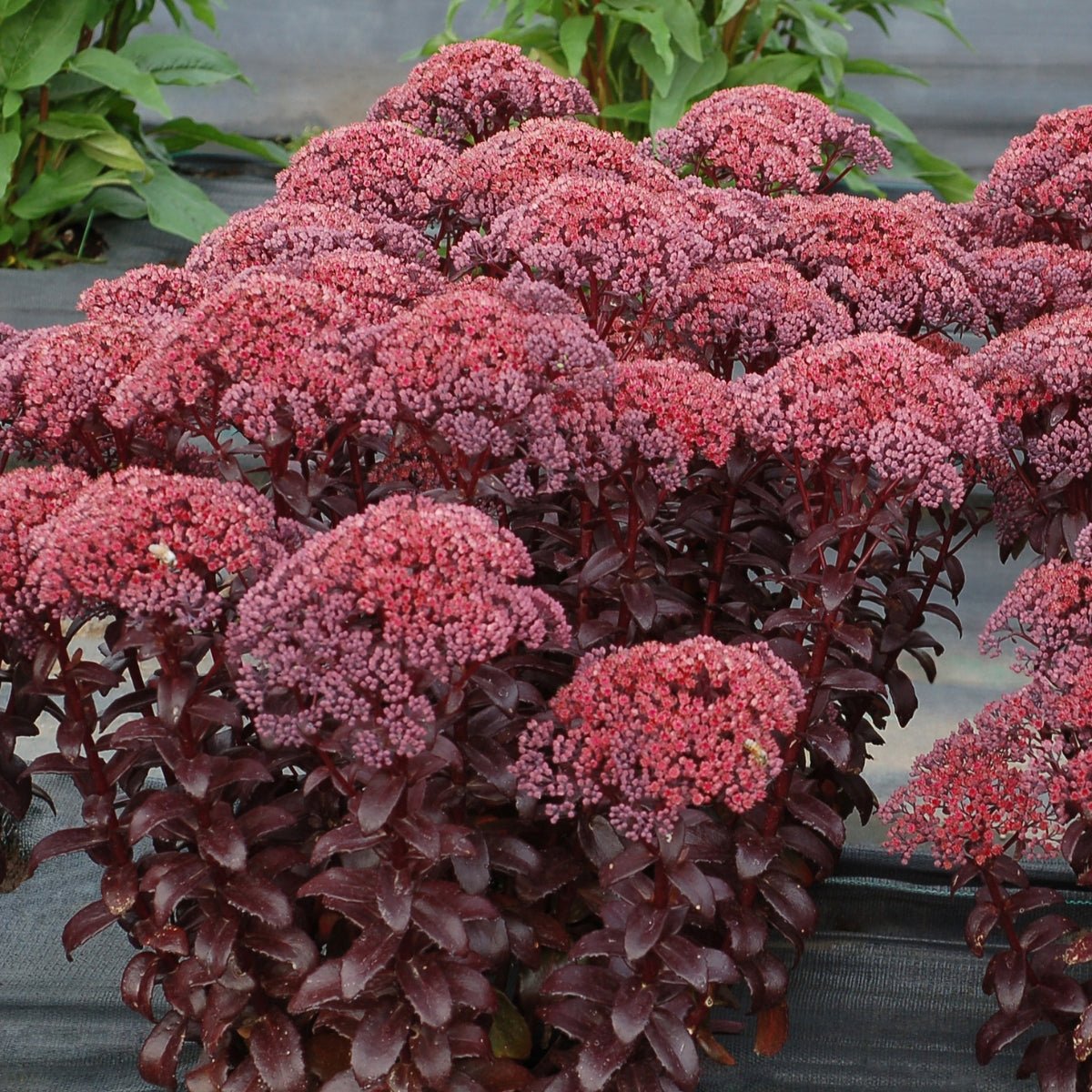 Sedum - Oldboy's Flowers