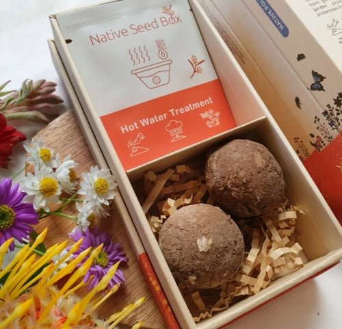 Seed Bombs - Oldboy's Flowers