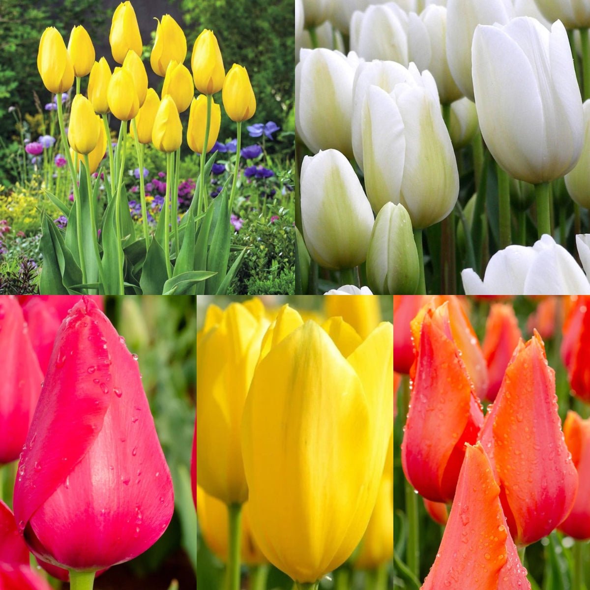 Single Late Tulip Collection (Tulipa hybrida) – Elegant Late Blooms - Oldboy&