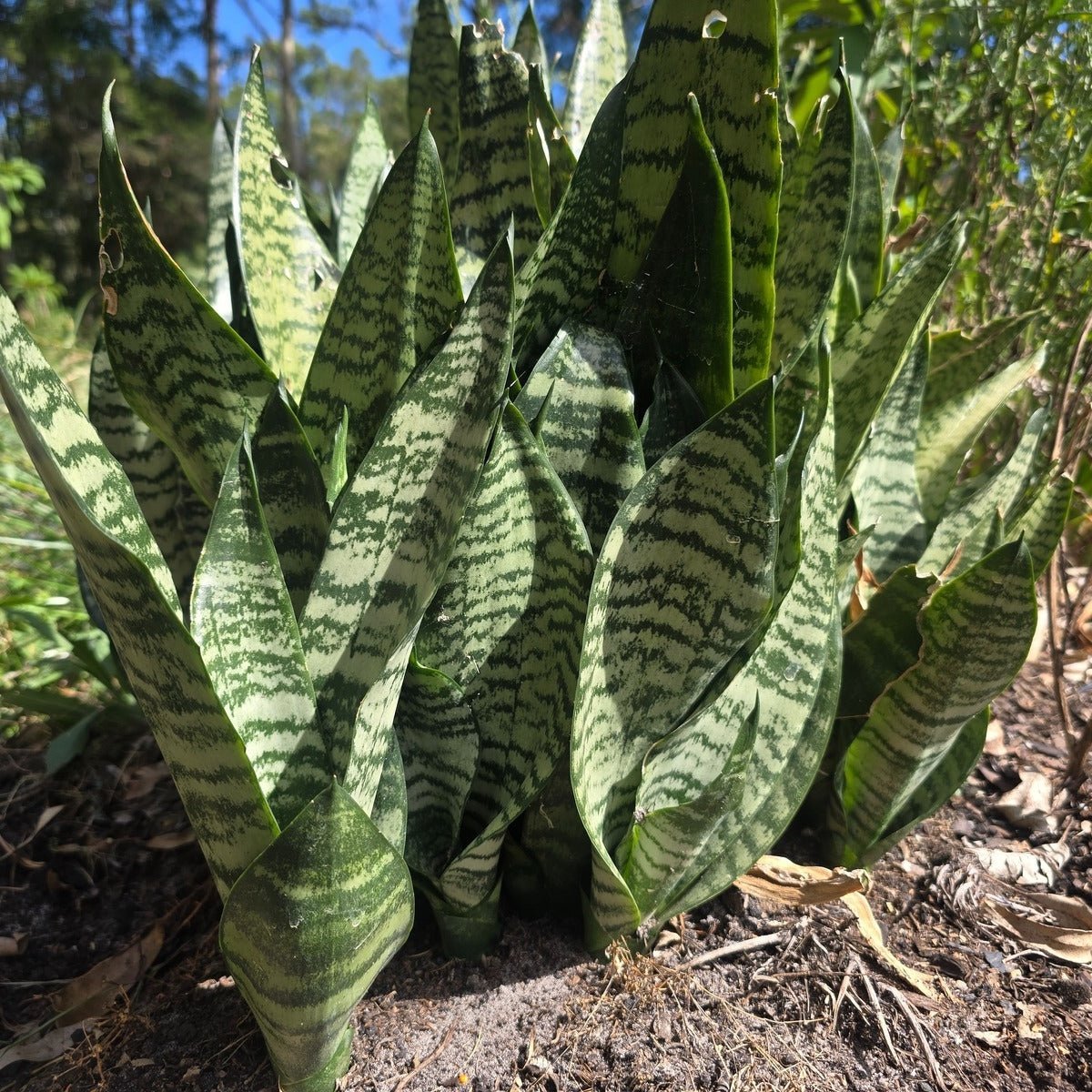 192 Snake Plant Sansevieria Stock Photos, High-Res Pictures, and Images 192 Snake Plant Sansevieria Stock Photos, High-Res Pictures, and Images