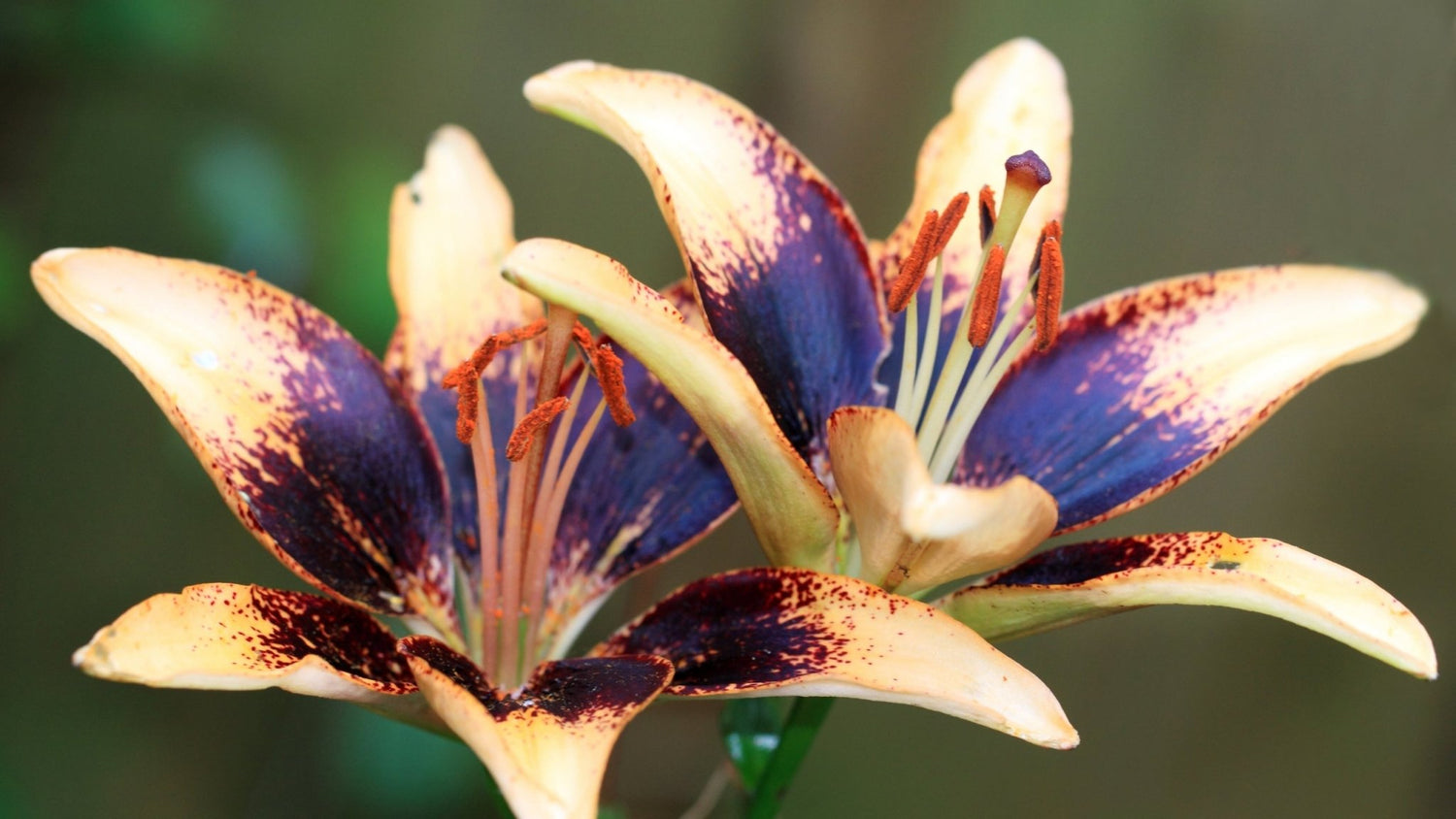 Tango Lilium Bulb Collection – Bold, Bicolour Summer Lilies - Oldboy&