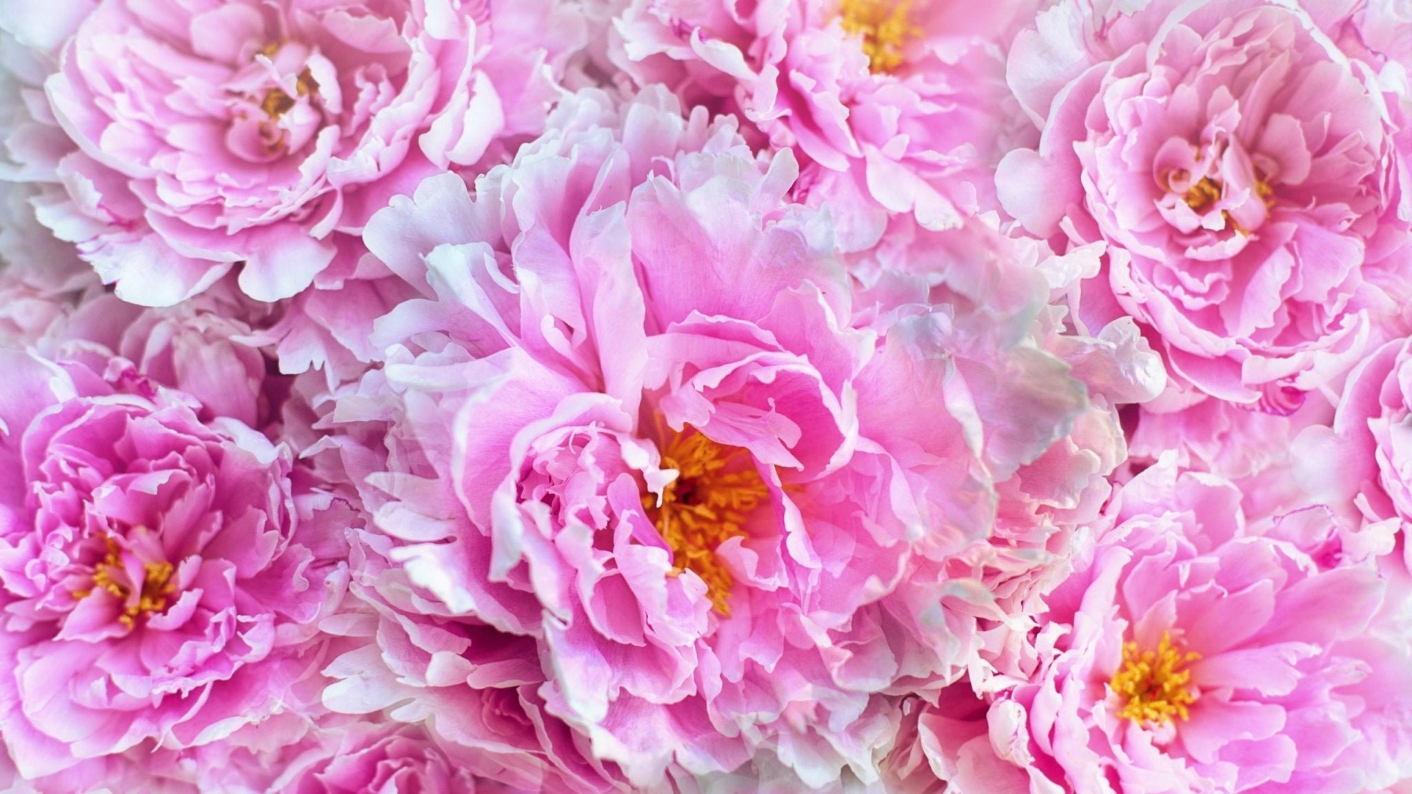 The Complete Peony Garden Collection - Oldboy's Flowers