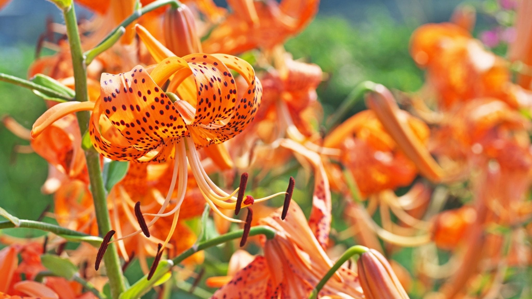 Tiger Hybrid Lilium Bulb Collection – Bold, Side-Facing Summer Blooms - Oldboy's Flowers