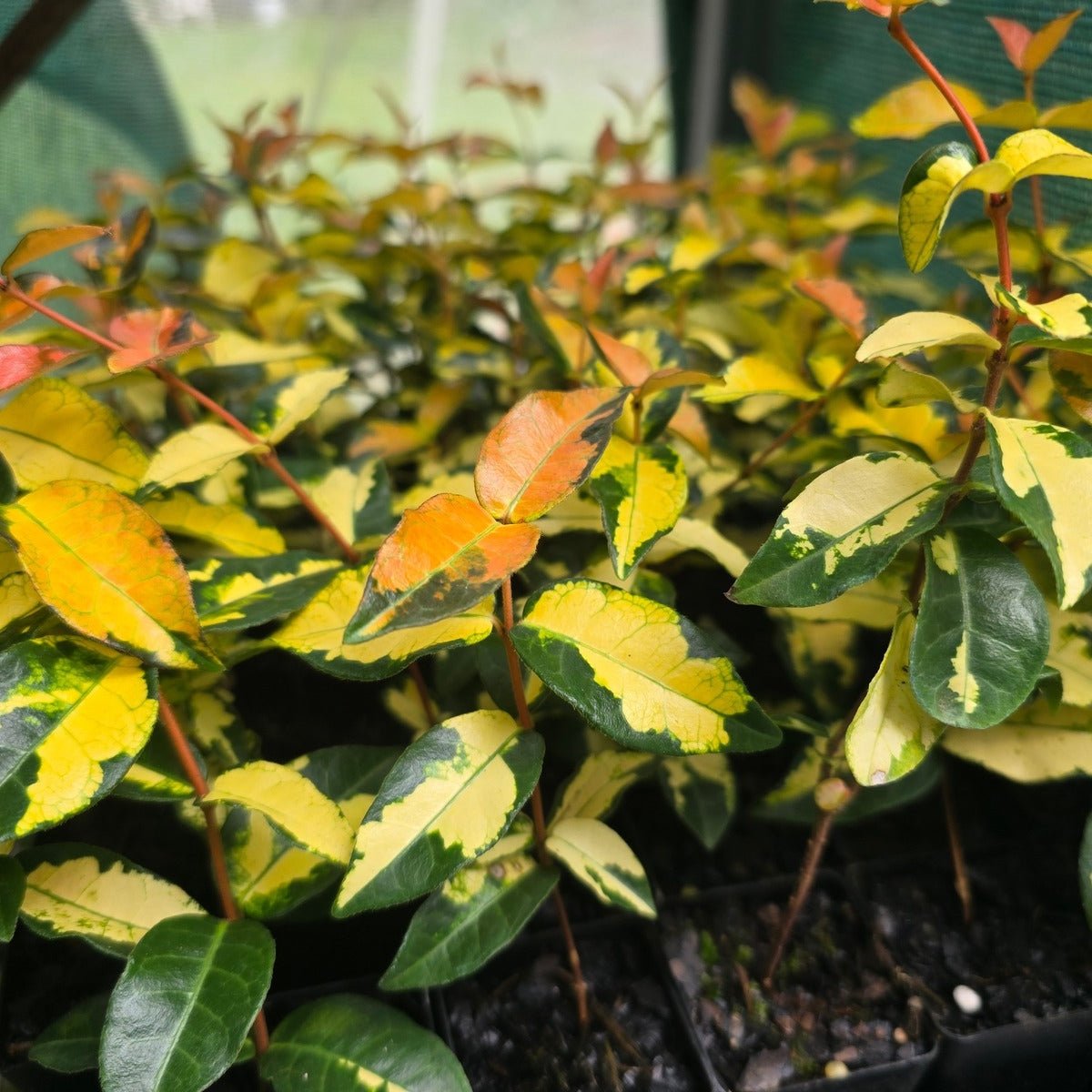 Trachelospermum Collection – Fragrant, Hardy & Ever-Stylish - Oldboy's Flowers
