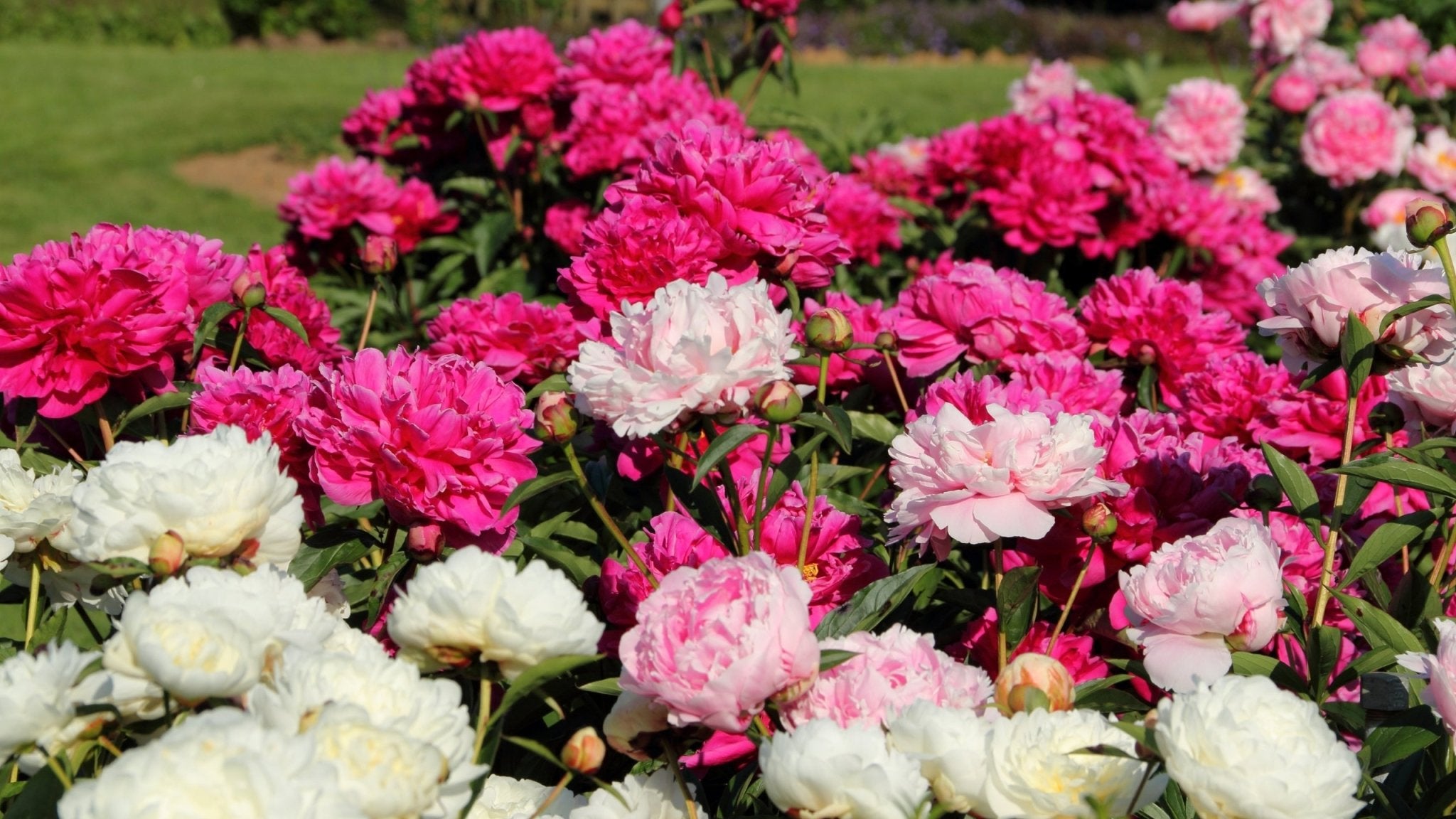 Tree Peony Collection – Regal Blooms for Your Garden - Oldboy's Flowers