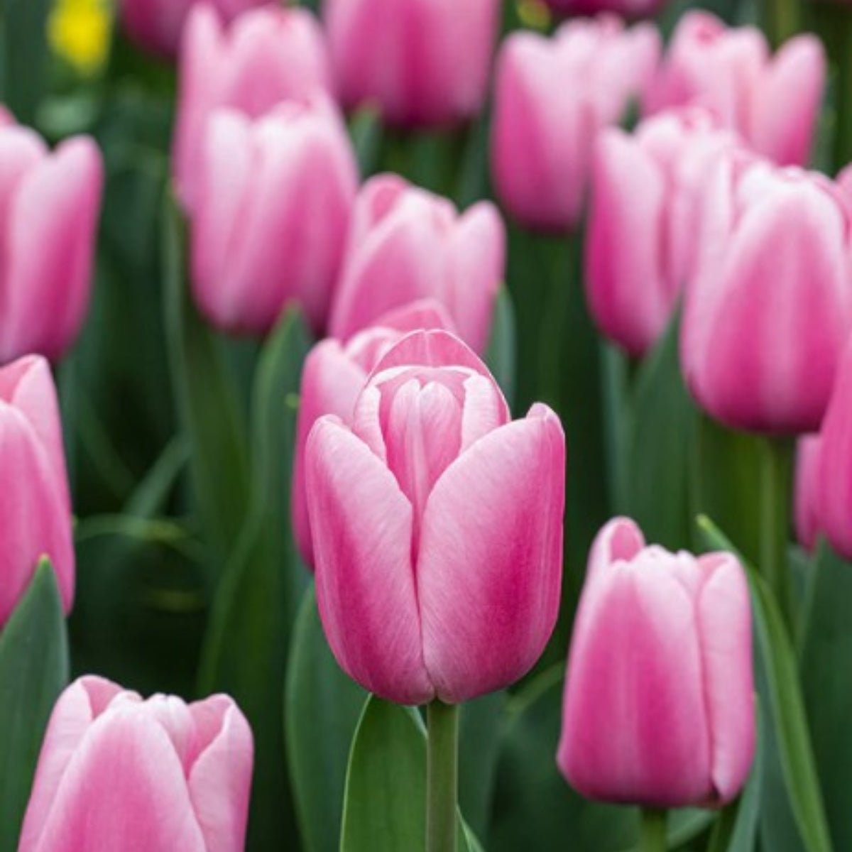Triumph Tulip Collection (Tulipa hybrida) – Bold &amp; Elegant Blooms - Oldboy&