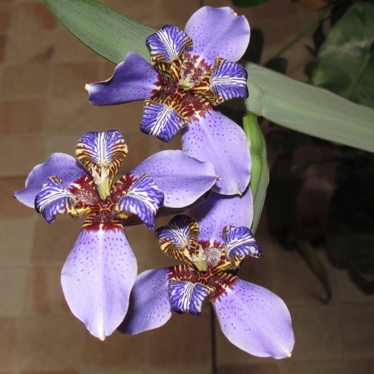 Walking Iris – Neomarica - Oldboy&