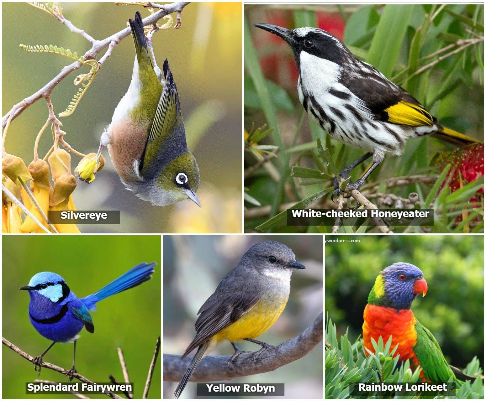 Native Bird Collection - Oldboy&