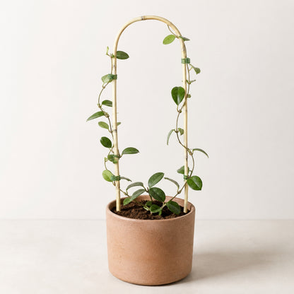 U-Shaped Bamboo Plant Trainer 600mm x 12–14mm | Single | GDS423