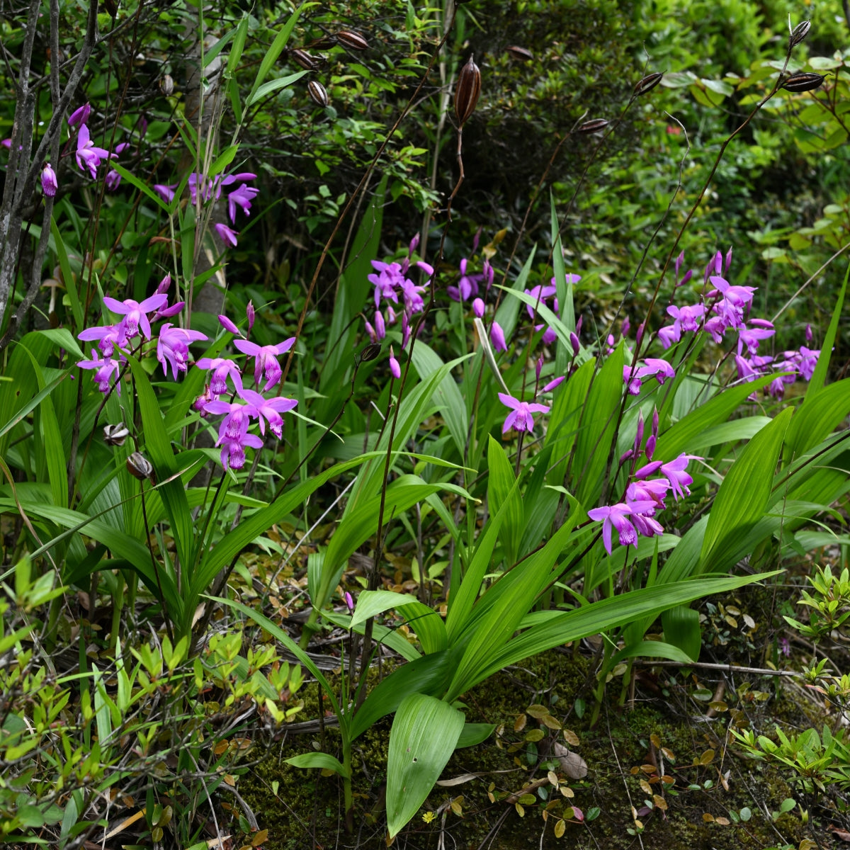 Bletilla striata | Chinese Ground Orchid