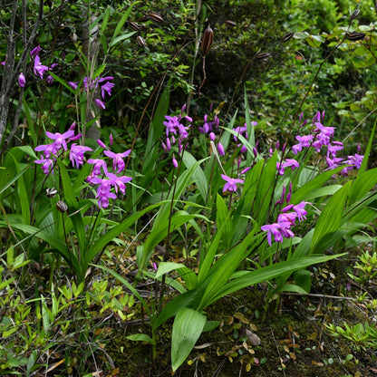 Bletilla striata | Chinese Ground Orchid