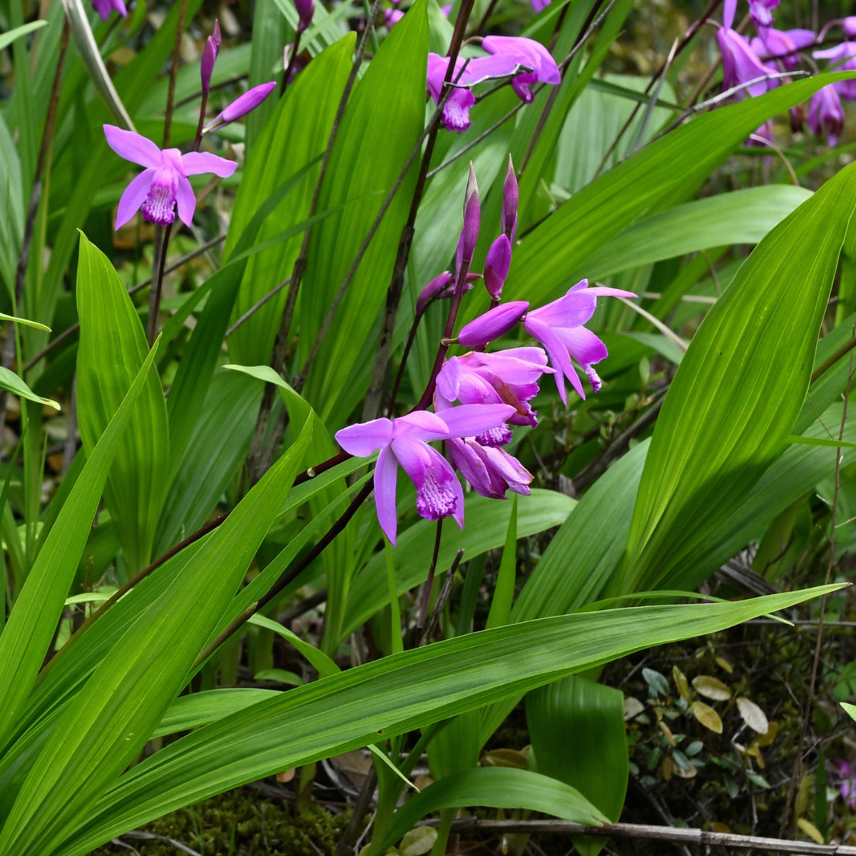 Bletilla striata | Chinese Ground Orchid