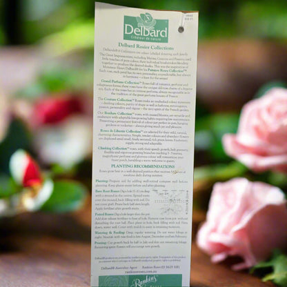 France Libre™ – Premium - Hybrid Tea Rose by Delbard
