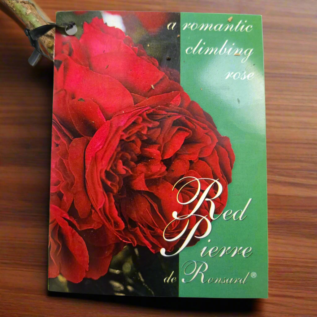 Red Pierre de Ronsard™ – Premium - Climbing Rose by Meilland