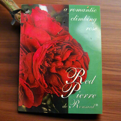 Red Pierre de Ronsard™ – Premium - Climbing Rose by Meilland
