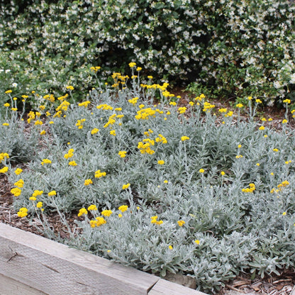 Aussie Reflection™ Chrysocephalum apiculatum ‘CAP07’ PBR | Yellow Buttons – 50mm Pot