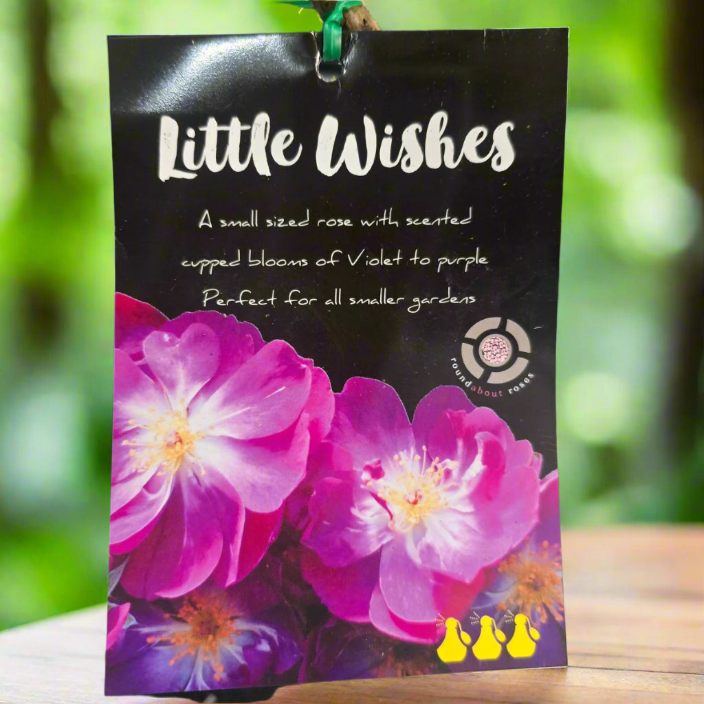 Little Wishes™ – Premium - Floribunda Rose by Harkness