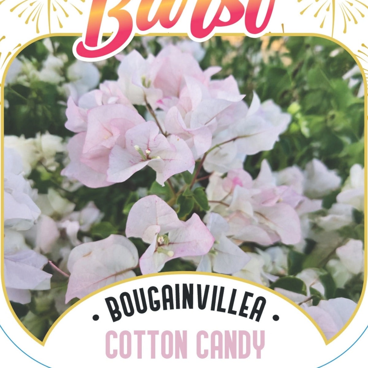 Bougainvillea Brilliant Burst ‘Cotton Candy’ | Bougainvillea spectabilis 50mm Pot