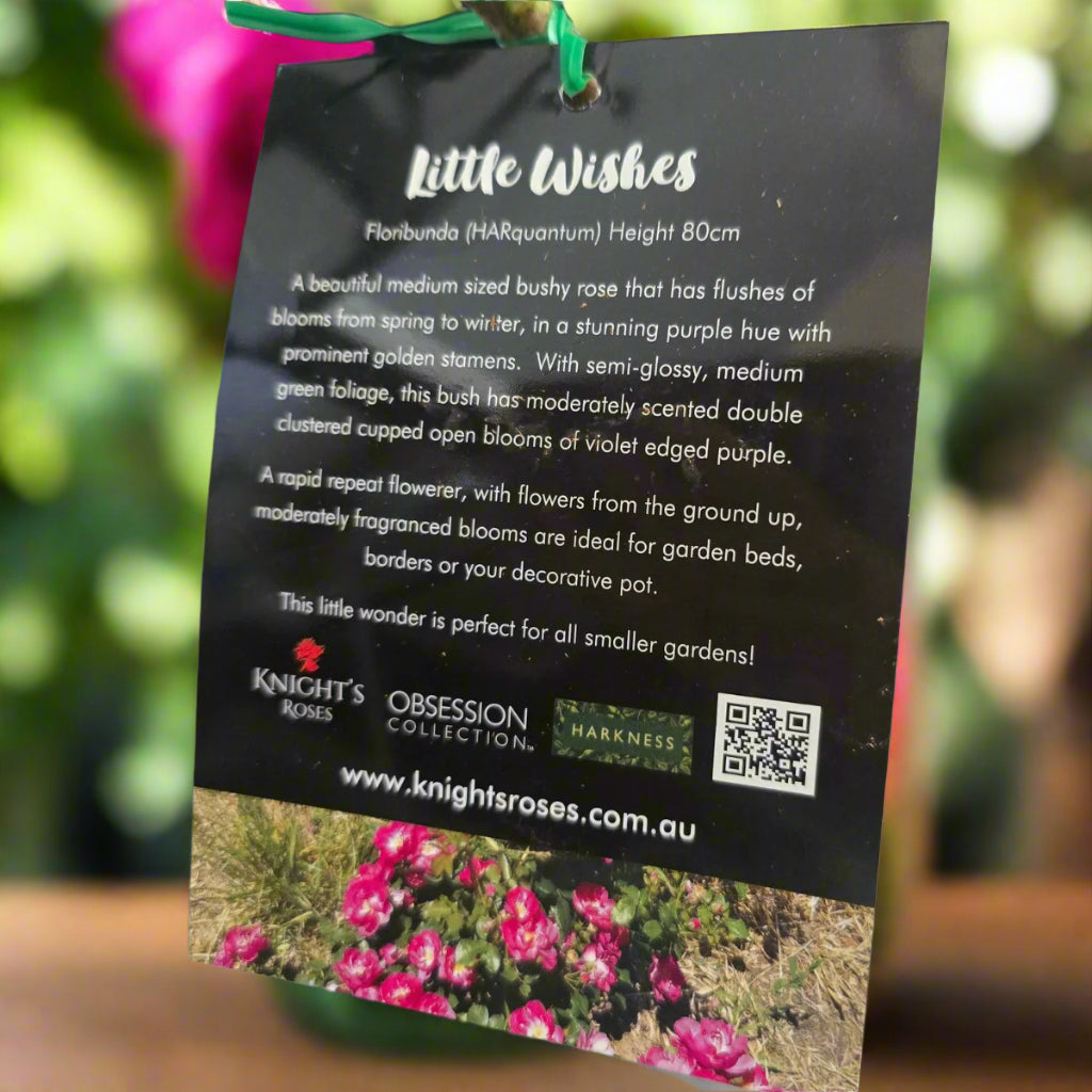 Little Wishes™ – Premium - Floribunda Rose by Harkness