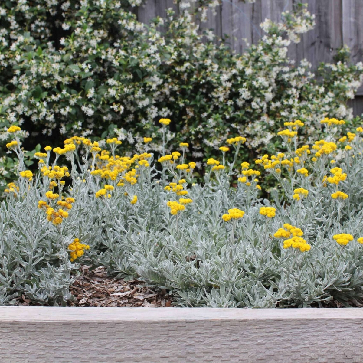 Aussie Reflection™ Chrysocephalum apiculatum ‘CAP07’ PBR | Yellow Buttons – 50mm Pot