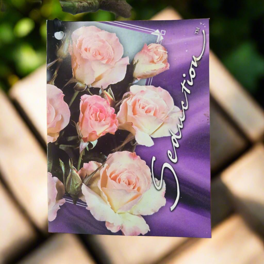Seduction™ – Premium - Floribunda Rose by Meilland