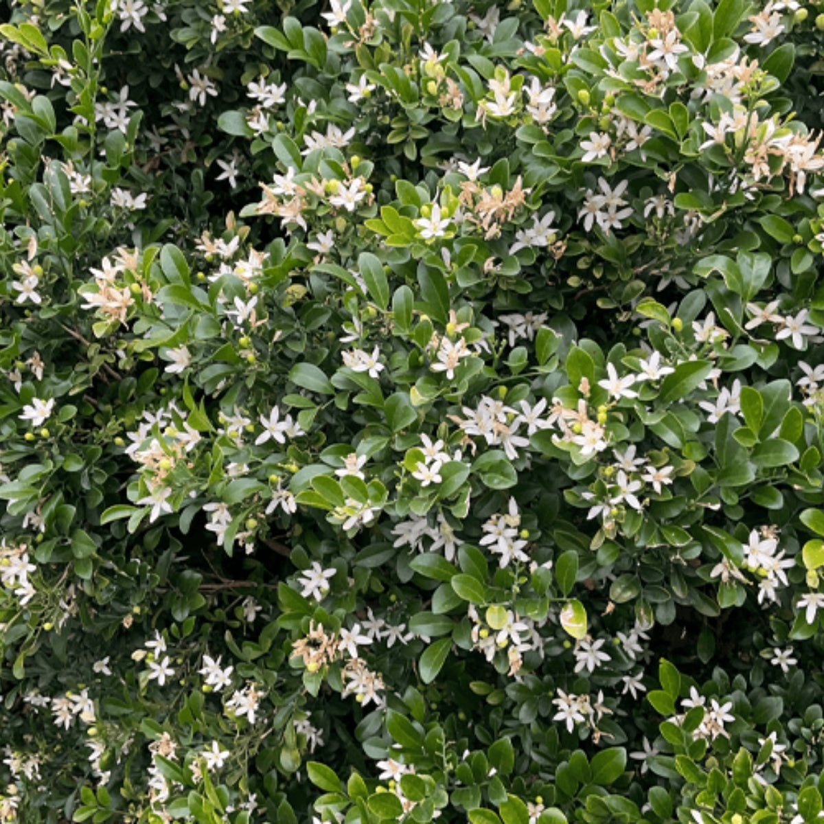 Sweet Privacy™ Murraya | Fragrant White Flowering Hedge