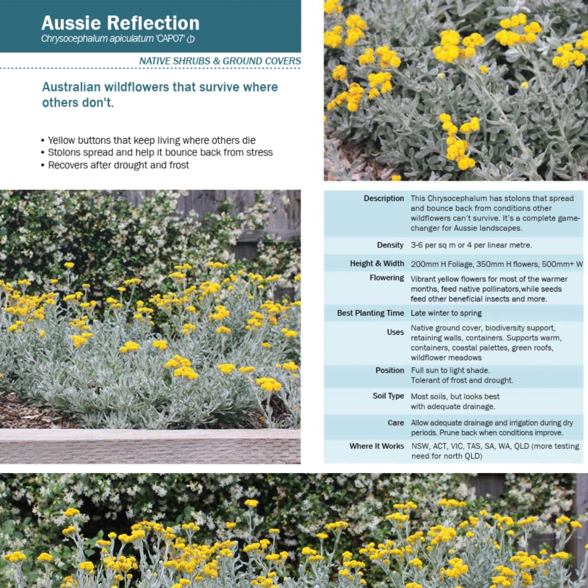 Aussie Reflection™ Chrysocephalum apiculatum ‘CAP07’ PBR | Yellow Buttons – 50mm Pot