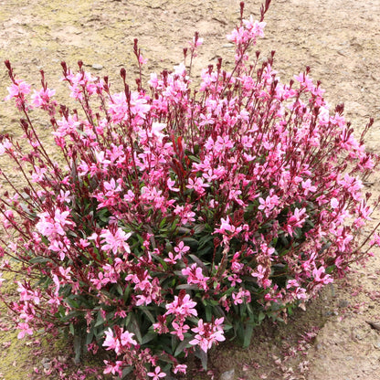 Pink Gaura ‘Confetti Pink’ (Gaura lindheimeri) – Perennial Flowering Plant in 50mm Pot