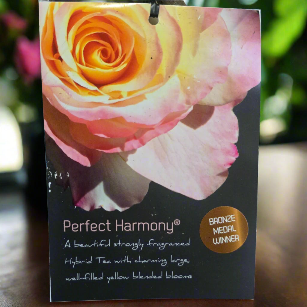 Perfect Harmony™ – Premium - Hybrid Tea Rose by Rosen Tantau