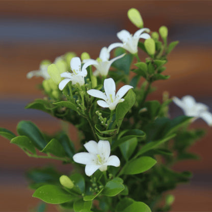 Sweet Privacy™ Murraya | Fragrant White Flowering Hedge